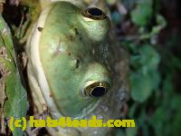 /home//u458753944/public_html/sourcegallery/////////////////////////Frogs/Bullfrogs 2020-09 Upper Merion/P9280702.JPG